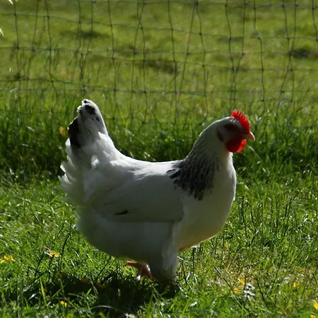 Lägenhet Loft Am Diek