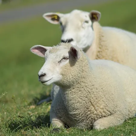 Lägenhet Loft Am Diek